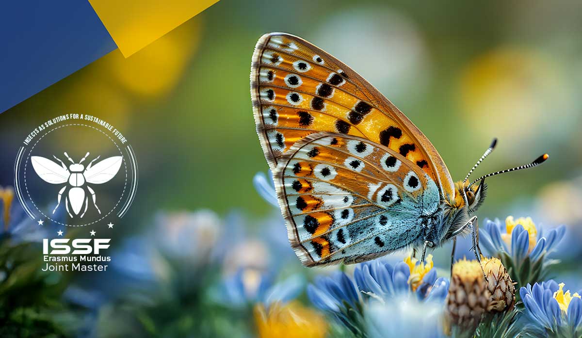 Candidaturas abertas ao Mestrado Europeu ISSF com bolsas e mobilidade internacional