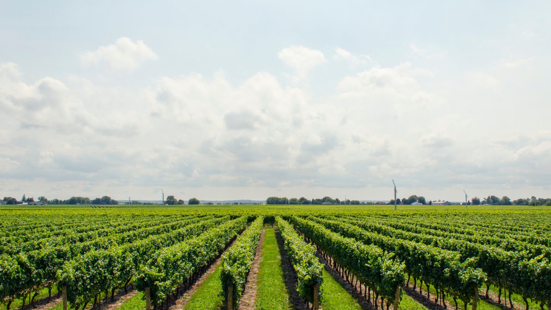 Green_and_Beige_Modern_Agriculture_Presentation_5a1e0.jpg