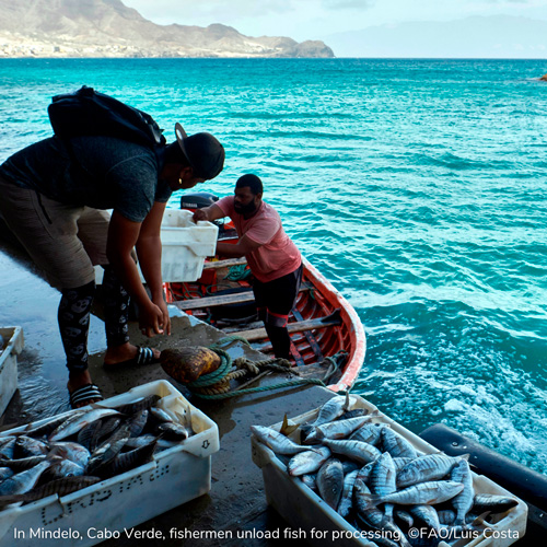 Cabo-Verde-fishermen-unload--LI.jpg