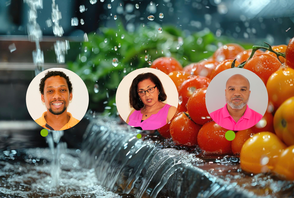 Estudo publicado no BJAER aponta para eficiência na redução do uso de água na produção do tomate